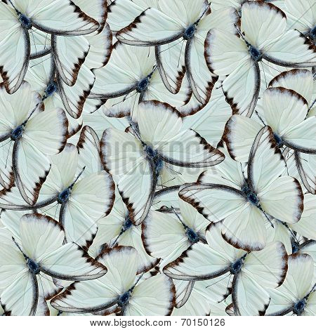 Collection Of Chocolate Albatross Butterfly Pile Up In A Great Backgroun Patterns