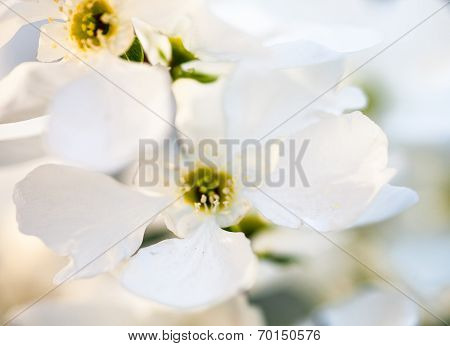 Close Up Of The Pear Tree Flowers