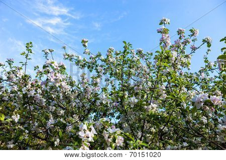 Blooming Branches Of The Apple Tree Against The Blue Sky