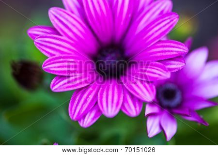 Purple Flower Of Osteospermum