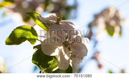Close Up Of The Apple Tree Flowers