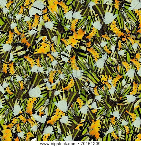 Compilation Of Five-bar Swordtail Butterflies Through A Great Of Green Background Patterns