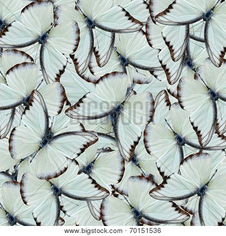 Consolidation Of White Butterflies, Chocolate Albatross Butterfly, Pile Up In A Great Background Pat