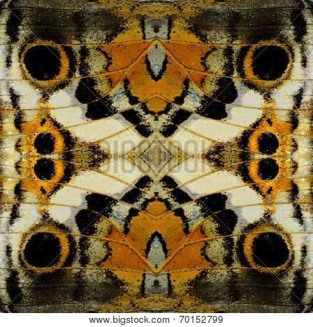 Exotic Brown And Black Background  Texture Made Of Blue Pansy Butterfly Wing Pattern