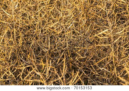 Rapeseed Maturity