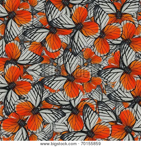 Exotic Of Orange Background Pattern Made Of Fancy Red-spot Sawtooth Butterflies