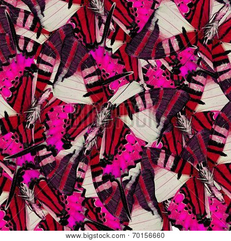 Exotic Green Background Pattern Made Of Five Bar Swordtail Butterflies