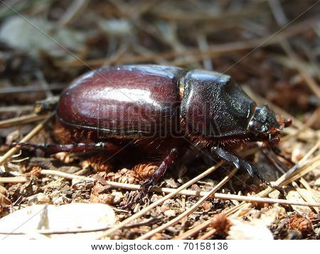 Famale Rhinoceros
