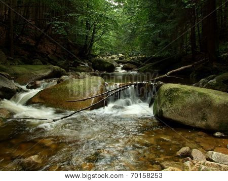 Forest Rapids