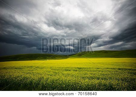 Rape flowers - million hectares of rape flowers beauty