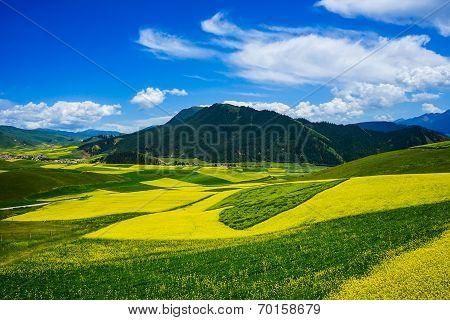 Rape flowers - million hectares of rape flowers beauty