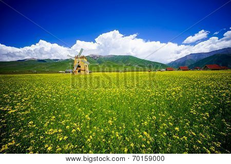 Rape flowers - million hectares of rape flowers beauty