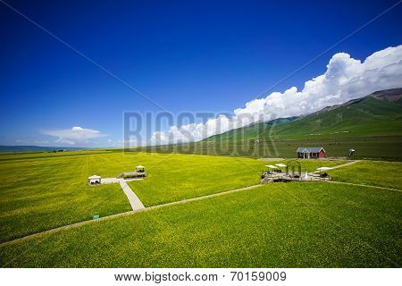 Rape flowers - million hectares of rape flowers beauty