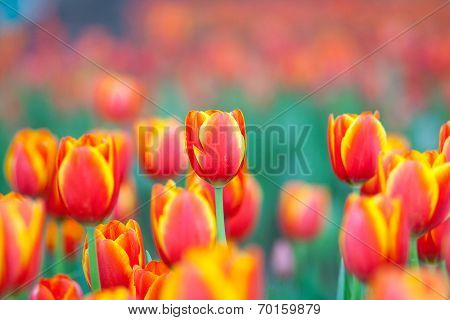 pink tulips