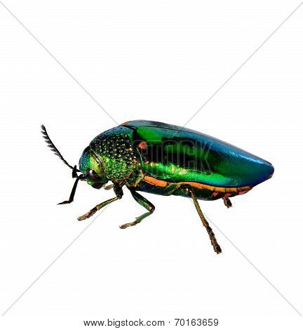 Jewel Beetle Or Metallic Wood-boring (buprestid) Isolated On White Background