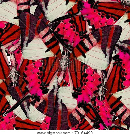 Mix Of Beautiful Red Butterflis In The Same Frame As A Nice Messy Background Texture