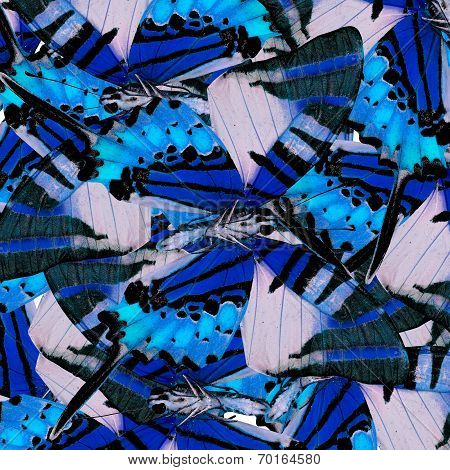 Mix Of Many Beautiful Blue Butterflis In The Same Frame As A Nice Messy Background Texture