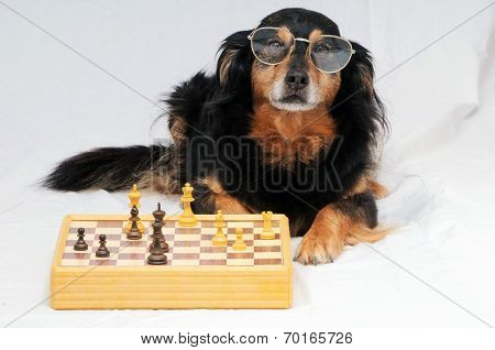 Smart Dog Playing Chess