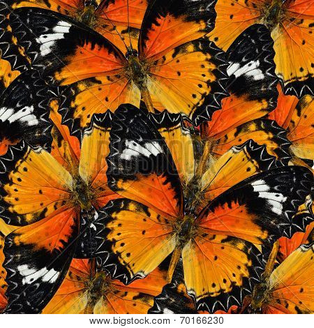 Pile Up Of Malay Lacewing Butterfly In Full Framing