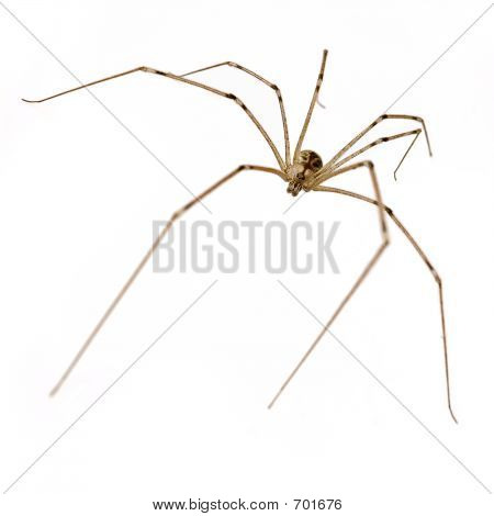 spider01