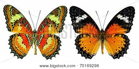 Set Of Malay Lacewing Butterfly Both Upper And Lower Wing Profile In Natural Color Isolated On White