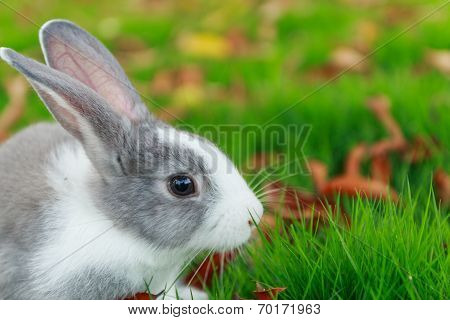 Rabbit Run On Grass