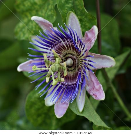 Flower of Uniqueness