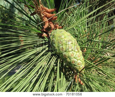 green pine cone