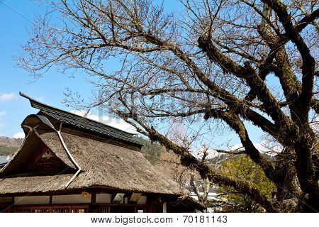 tree in Oshino Village,Japan
