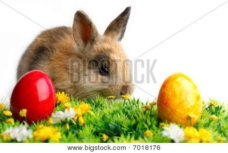 Easter Bunny