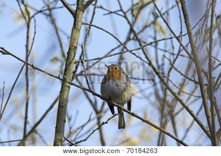 Robin on a twig