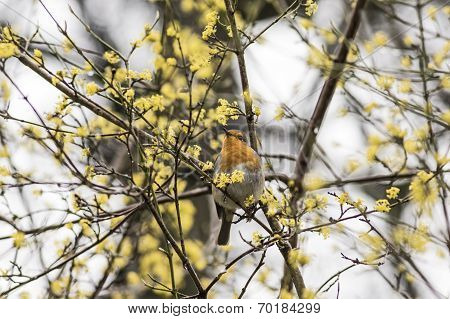 Robin in a bush