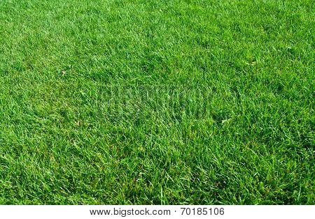Green Grass Texture From A Field