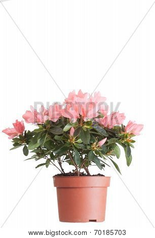 Flowers of an azalea of salmon color