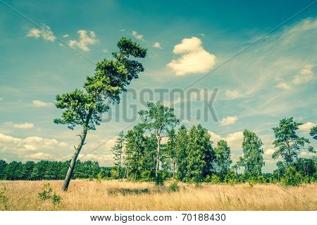 Landscape With A Tall Pine Tree