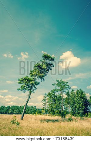 Tall Pine Tree On A Dry Field