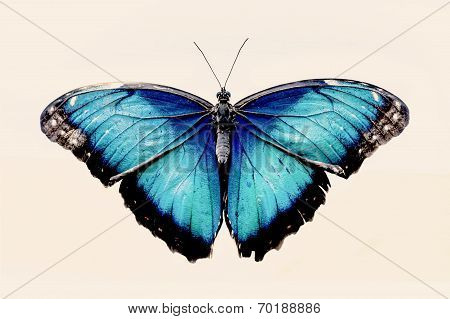 Beautiful Blue Butterfly