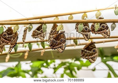 Group Of Big Blue Butterflys