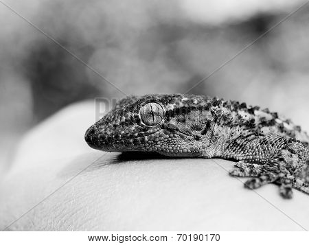 gecko