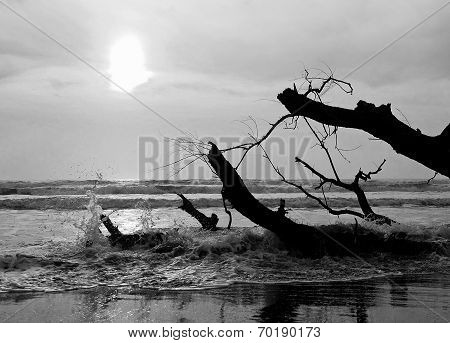beached tree