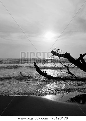 beached tree