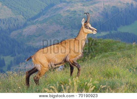 Chamois ( Rupicapra rupicapra)