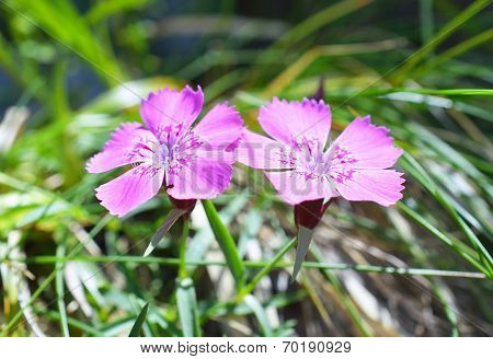 Dianthus callizonus, endemic plant for Piatra Craiului Mountains