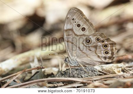 Northern Pearly Eye