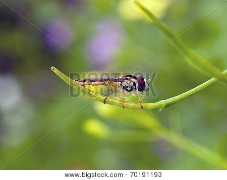 flying insect