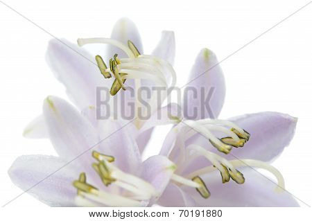 Hosta (funkia Or Plantain Lily) Flower On White Background