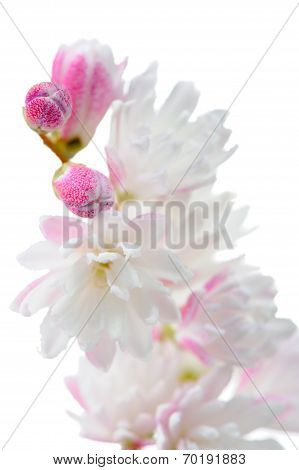Elegant Pinkish White Fuzzy Deutzia Flowers Close-up On White Background