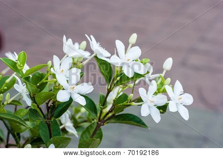 Wringhtia Antidysenterica, Apocynaceae