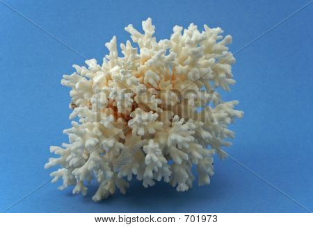 Bellissimo corallo bianco