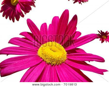 Blomster lyse Pink isoleret